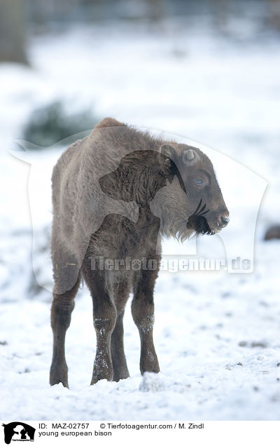 young european bison / MAZ-02757