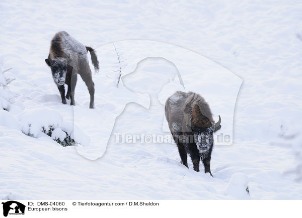 European bisons / DMS-04060