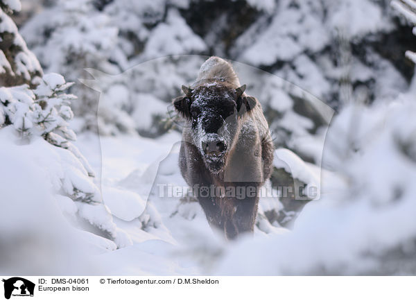 European bison / DMS-04061