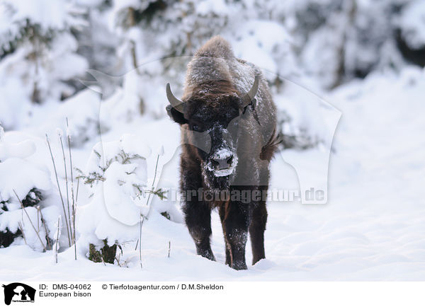 European bison / DMS-04062