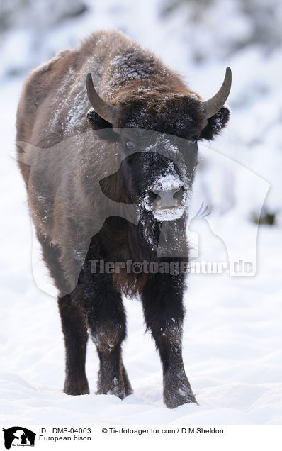 European bison / DMS-04063