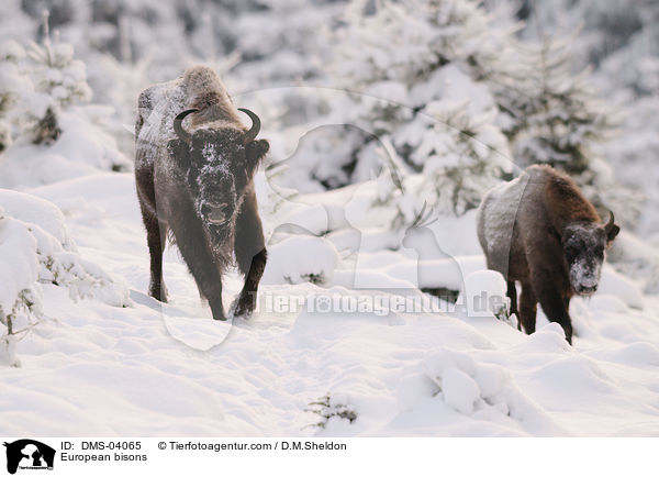 European bisons / DMS-04065