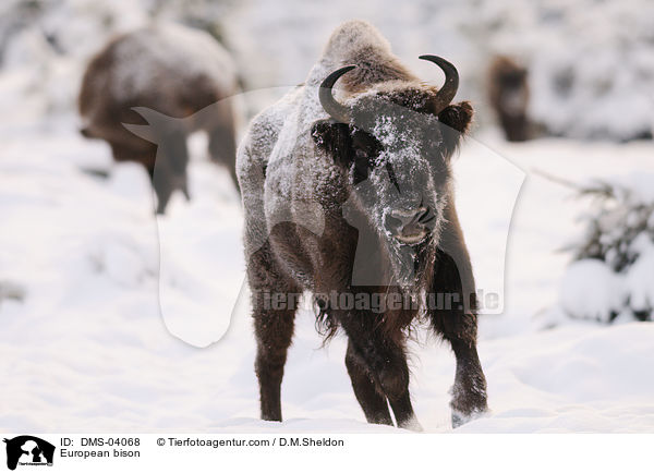 European bison / DMS-04068
