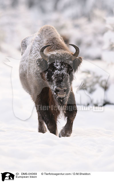 European bison / DMS-04069