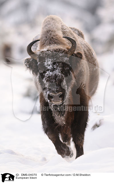 European bison / DMS-04070