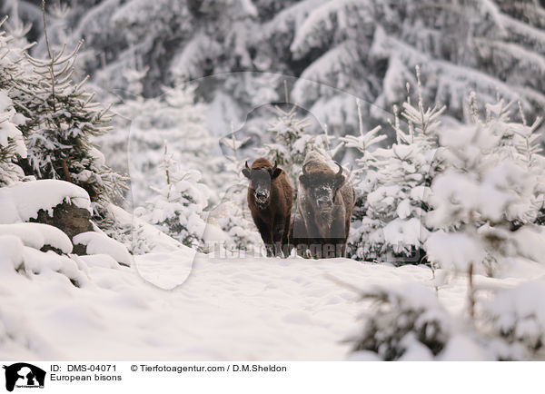 European bisons / DMS-04071