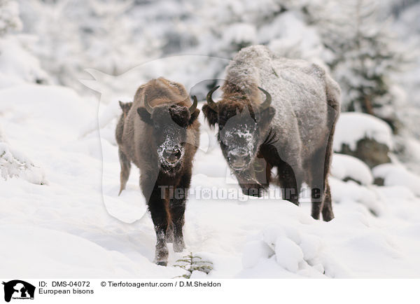 European bisons / DMS-04072