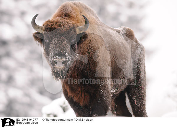 European bison / DMS-04077