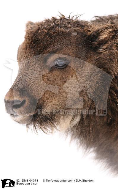 European bison / DMS-04078