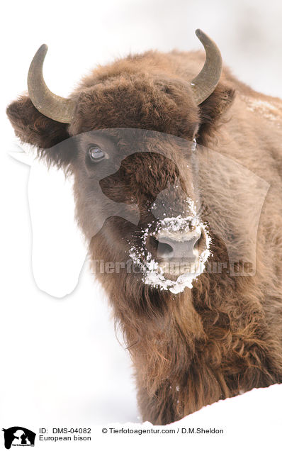 European bison / DMS-04082