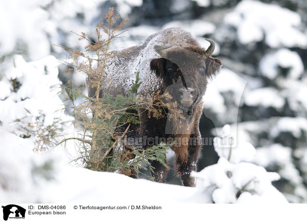 European bison / DMS-04086