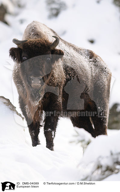 European bison / DMS-04089
