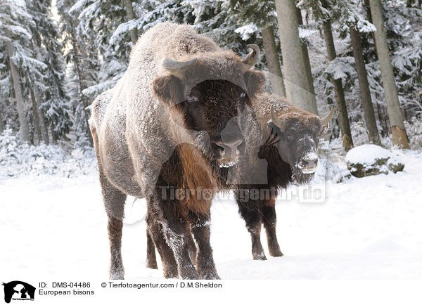 European bisons / DMS-04486