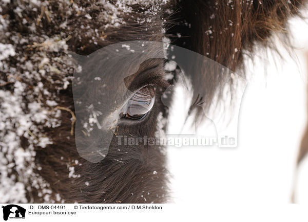 European bison eye / DMS-04491