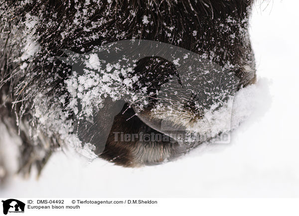 European bison mouth / DMS-04492