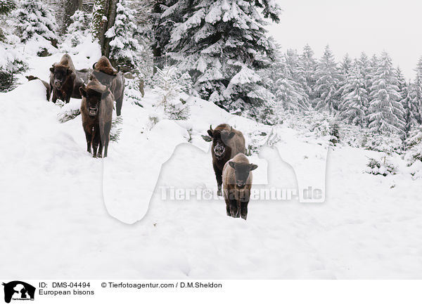 European bisons / DMS-04494