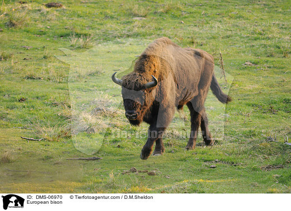 European bison / DMS-06970