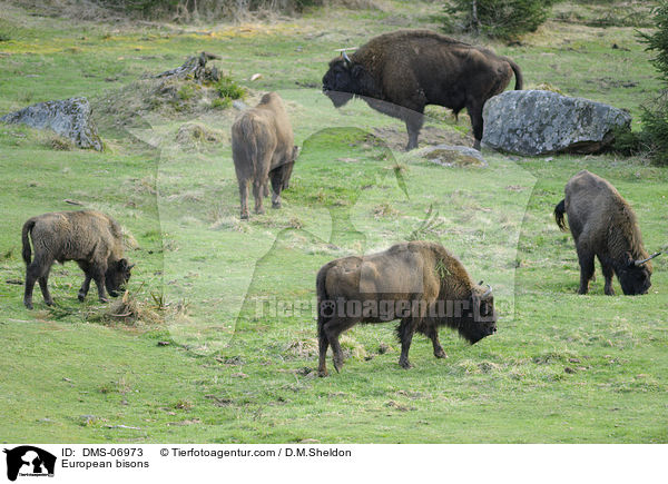 European bisons / DMS-06973