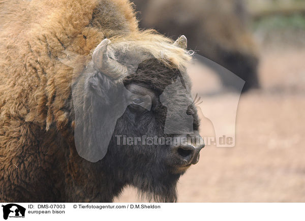 european bison / DMS-07003