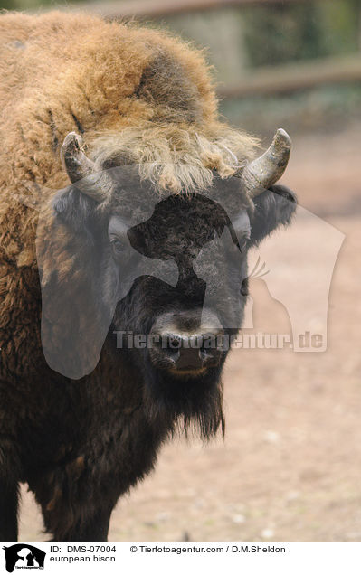 european bison / DMS-07004