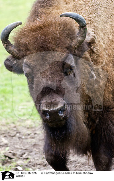 Wisent / MBS-07525