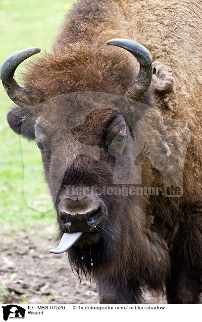 Wisent / MBS-07526