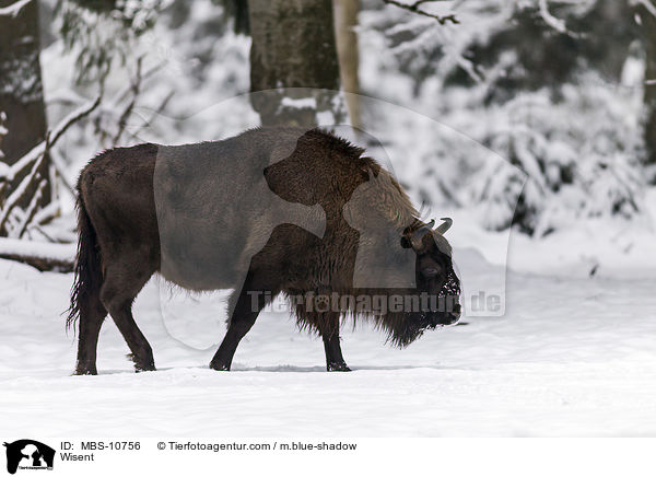 Wisent / MBS-10756