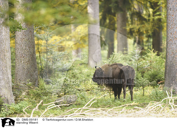 standing Wisent / DMS-09181
