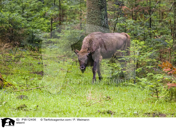 wisent / PW-12406