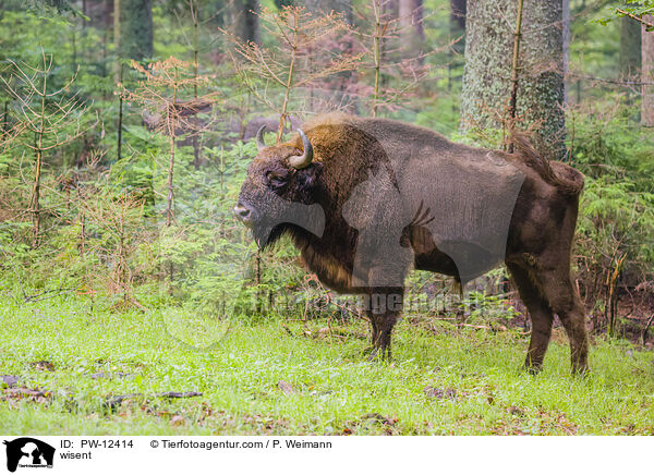 wisent / PW-12414