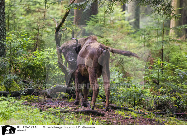 wisent / PW-12415