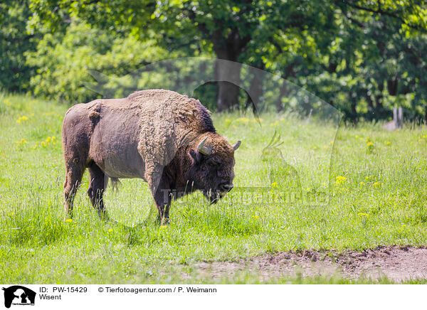 Wisent / PW-15429