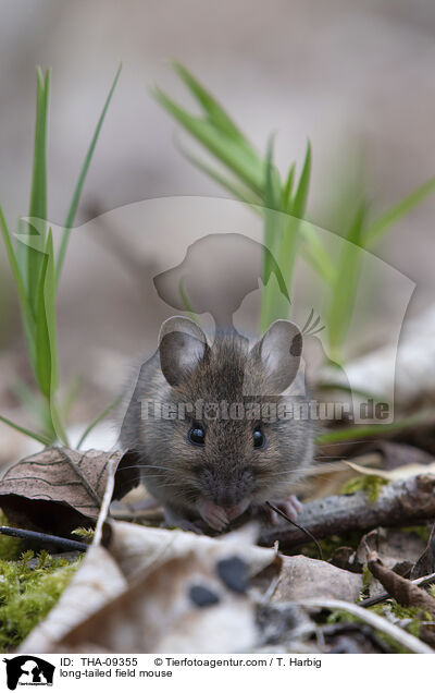 Waldmaus / long-tailed field mouse / THA-09355
