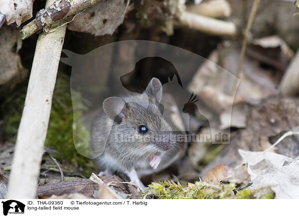 Waldmaus / long-tailed field mouse / THA-09360