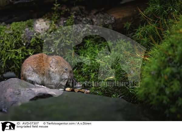Waldmaus / long-tailed field mouse / AVD-07307