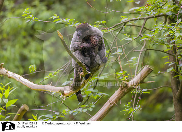 woolly monkey / PW-12942