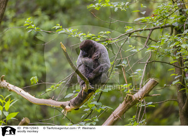 woolly monkey / PW-12943