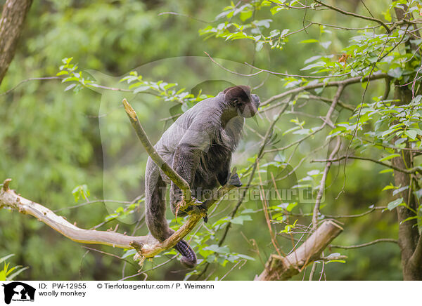 woolly monkey / PW-12955