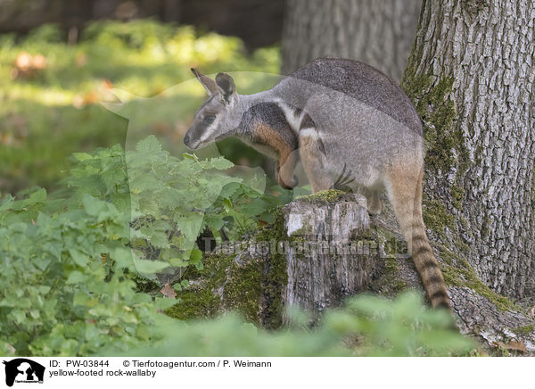 yellow-footed rock-wallaby / PW-03844
