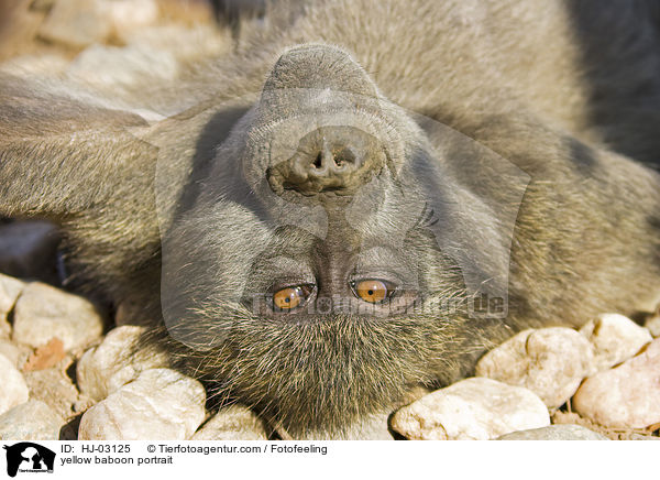 yellow baboon portrait / HJ-03125