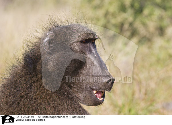 yellow baboon portrait / HJ-03146