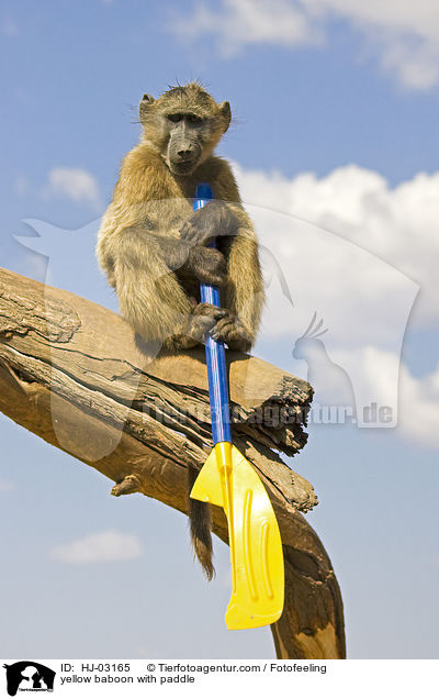 yellow baboon with paddle / HJ-03165