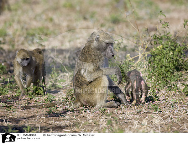 yellow baboons / WS-03640