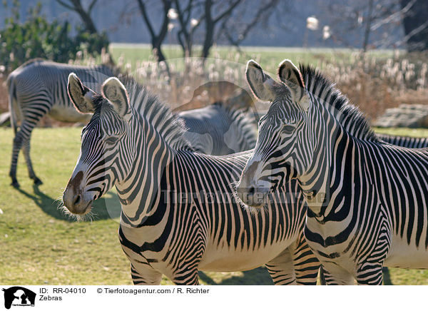 Zebras / RR-04010
