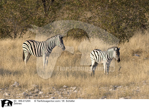 Zebras / WS-01264