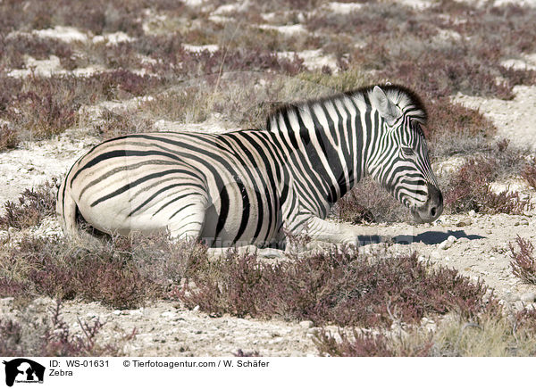 Zebra in der Steppe von Namibia / Zebra / WS-01631