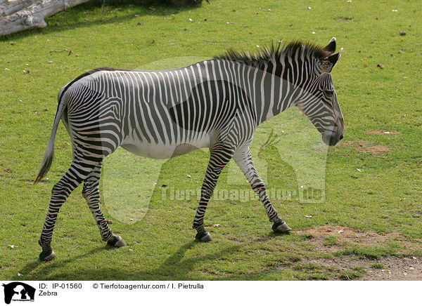 Zebra / Zebra / IP-01560