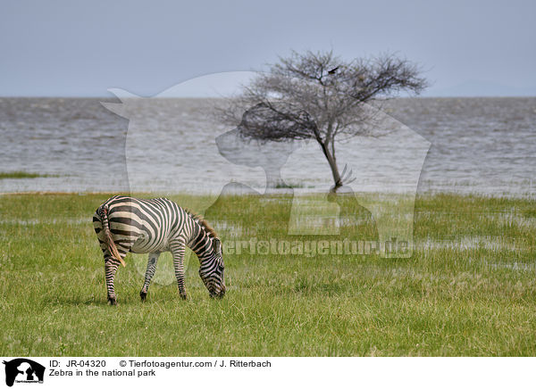 Zebra in the national park / JR-04320