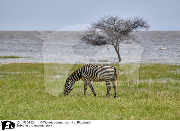 Zebra in the national park / JR-04321