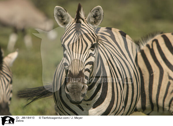 Zebra / JM-18410